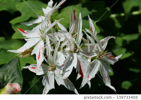 Elegant Regal Geranium Flower Close Up Photography Elegant Regal Geranium Flower Close Up Photography 139733408
