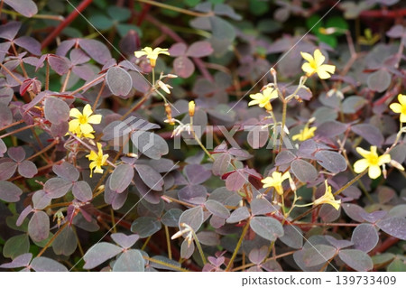 Oxalis triangularis Flowers and Leaves Oxalis triangularis Flowers and Leaves 139733409