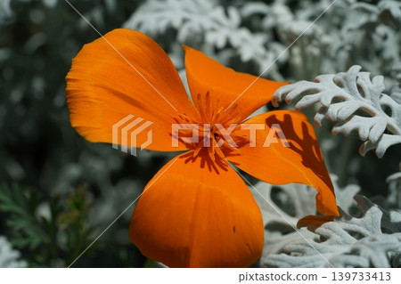 California Poppy and Dusty Miller Close Up California Poppy and Dusty Miller Close Up 139733413