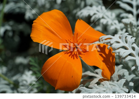 California Poppy Flower Orange Bloom Close Up California Poppy Flower Orange Bloom Close Up 139733414