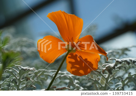 Bright Orange California Poppy Flower Macro Shot Bright Orange California Poppy Flower Macro Shot 139733415