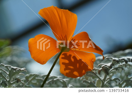 California Poppy Flower Against Blue Sky California Poppy Flower Against Blue Sky 139733416