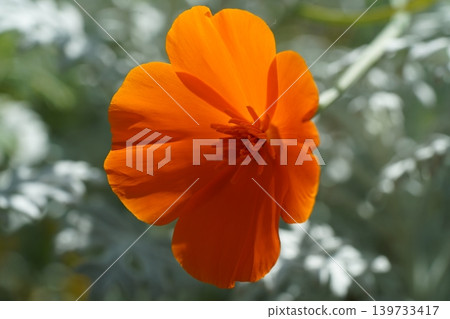 California Poppy Close Up Orange Flower Photography California Poppy Close Up Orange Flower Photography 139733417