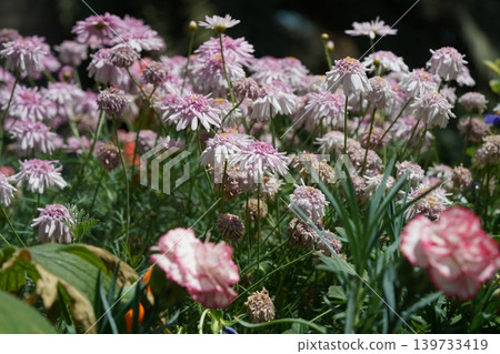 Argyranthemum Frutescens flowers in full bloom Argyranthemum Frutescens flowers in full bloom 139733419