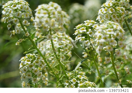 Sweet Alyssum Flowers Close Up Photography 139733421
