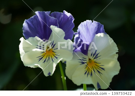 Delicate Pansy Flowers in Bloom Garden Beauty 139733422