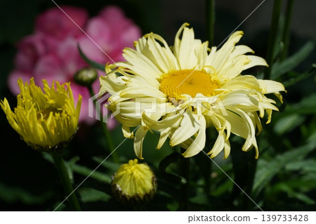 Yellow Marguerite Daisy Flowers in Full Bloom in Summer Yellow Marguerite Daisy Flowers in Full Bloom in Summer 139733428