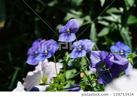 Vibrant Purple Pansies in a Garden Setting Vibrant Purple Pansies in a Garden Setting 139733434