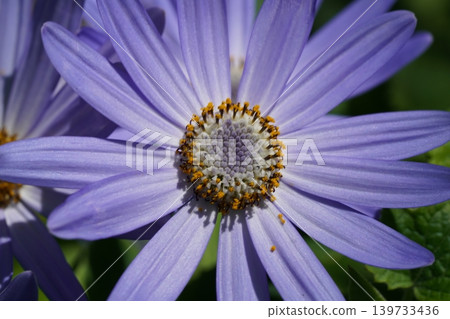 Senecio flower close up botanical beauty Senecio flower close up botanical beauty 139733436