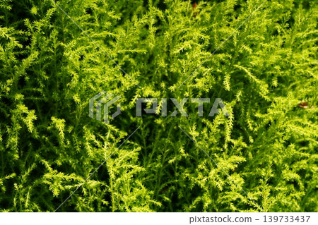 Close Up of Lemon Cypress Shrub Bright Green Foliage Close Up of Lemon Cypress Shrub Bright Green Foliage 139733437