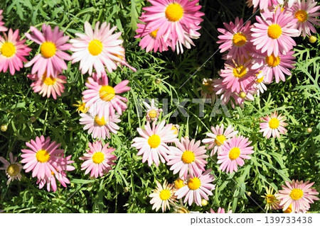 Pink Marguerite Daisy Flowers in Bloom Spring Garden 139733438