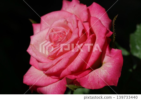 Beautiful Pink Rose Flower Close up Photo Beautiful Pink Rose Flower Close up Photo 139733440