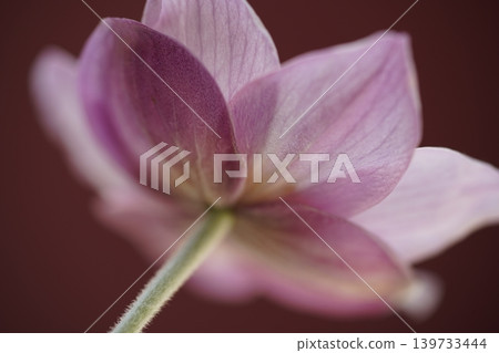 Anemone Flower Macro Beautiful Pink Petals Close Up Anemone Flower Macro Beautiful Pink Petals Close Up 139733444
