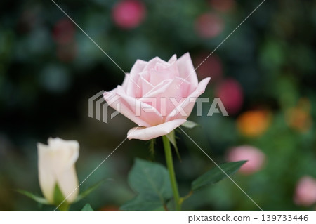 Beautiful Pink Rose Flower Close Up Photography Beautiful Pink Rose Flower Close Up Photography 139733446