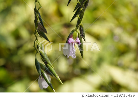 Close up of Thalia dealbata plant nature photography Close up of Thalia dealbata plant nature photography 139733459