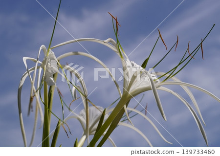 White Spider Lily Flowers Against Blue Sky Background 139733460
