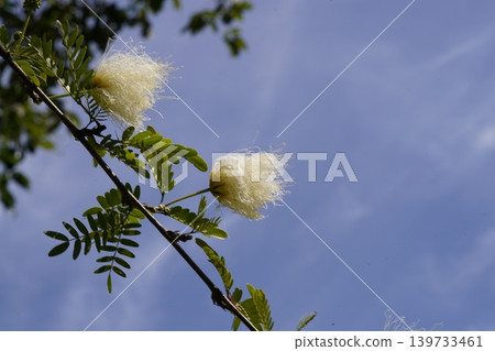 Blooming Persian Silk Tree Against Blue Sky Blooming Persian Silk Tree Against Blue Sky 139733461