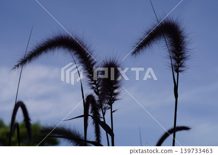 Silhouette of Purple Fountain Grass Against Blue Sky 139733463