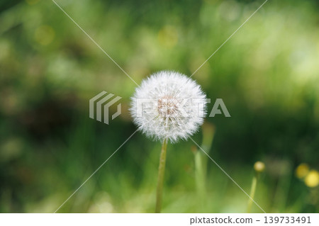 蒲公英的絨毛 139733491