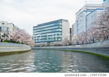 Oyokogawa Cherry Blossom Avenue 08 Oyokogawa Cherry Blossom Avenue 08 139733599