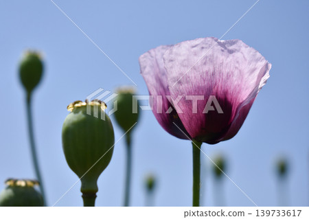 Poppy flowers and poppy seed heads Poppy flowers and poppy seed heads 139733617