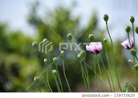 Papaver rhoeas flowers and fruits Papaver rhoeas flowers and fruits 139733620