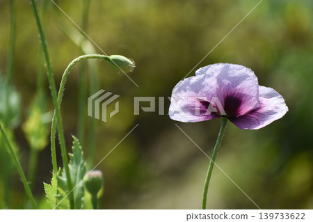 Poppy flower Poppy flower 139733622