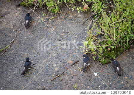 A flock of rock martins gathered by the riverbank. A flock of rock martins gathered by the riverbank. 139733648
