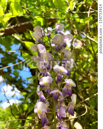 Wisteria flowers exuding nobility Wisteria flowers exuding nobility 139733914