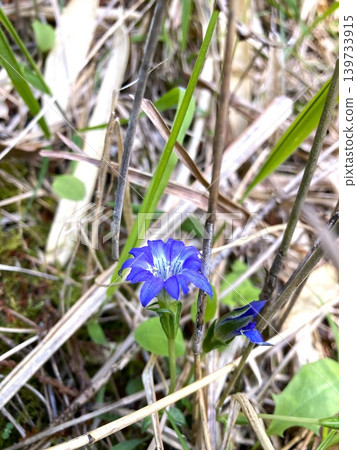 Spring gentian blooming in the mountain fields 139733915
