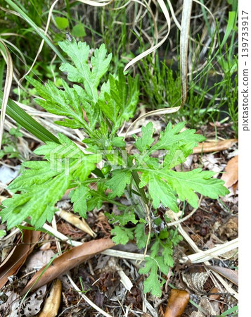 I'm looking forward to making mugwort rice cakes with it. I'm looking forward to making mugwort rice cakes with it. 139733917