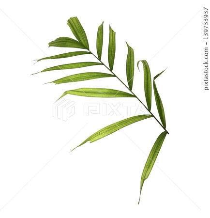 Green palm leaf on transparent isolated on white background Green palm leaf on transparent isolated on white background 139733937