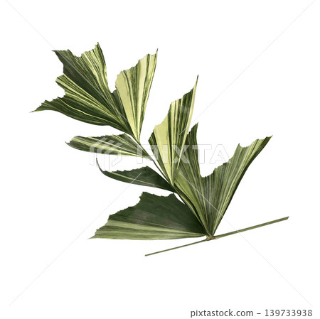 caryota urens palm leaves isolated on white background caryota urens palm leaves isolated on white background 139733938