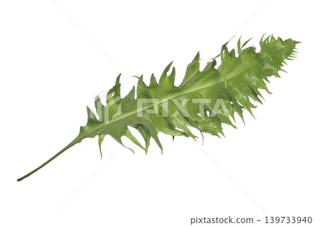 Ferns leaves on a transparent isolated on white background 139733940