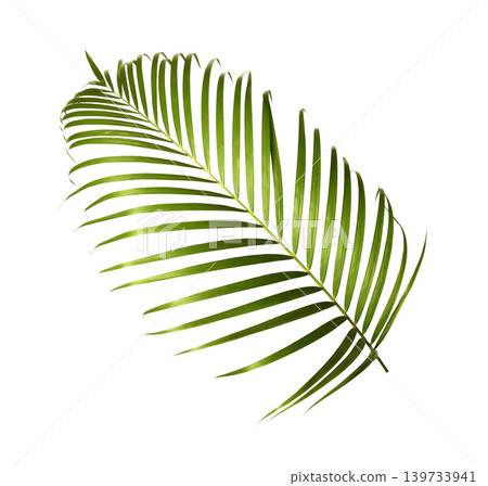 Green palm leaf isolated on white background Green palm leaf isolated on white background 139733941