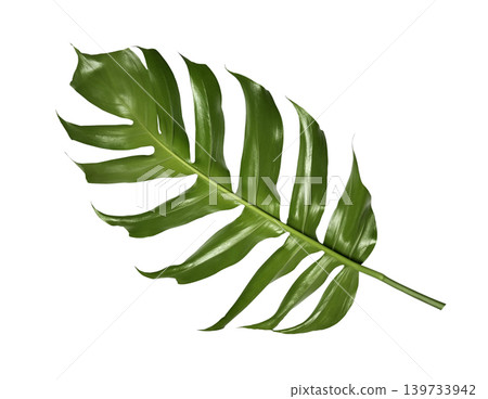 tropical monstera palm leaf tree isolated on white background tropical monstera palm leaf tree isolated on white background 139733942