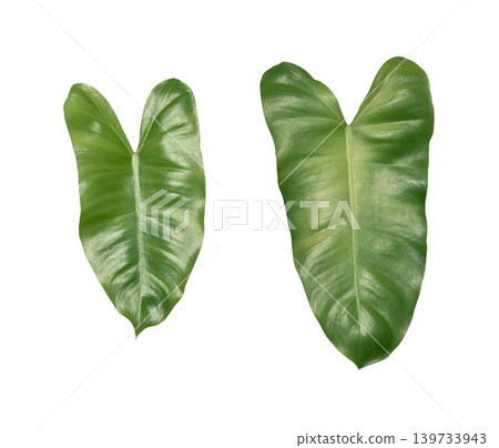 philodendron ferns leaves isolated on white background 139733943
