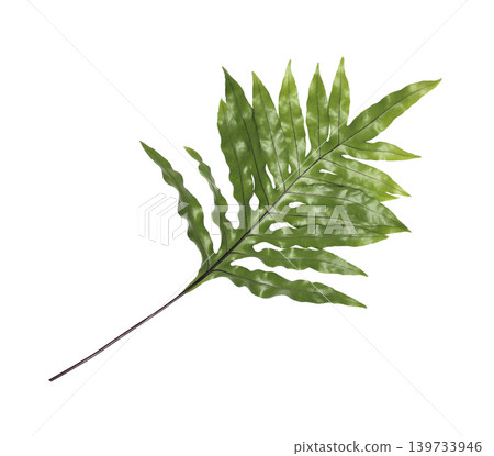 ferns leaves isolated on white background 139733946