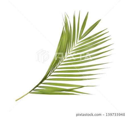Green palm leaf isolated on white background Green palm leaf isolated on white background 139733948