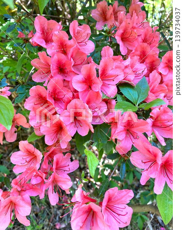 可愛的杜鵑花 可愛的杜鵑花 139734037
