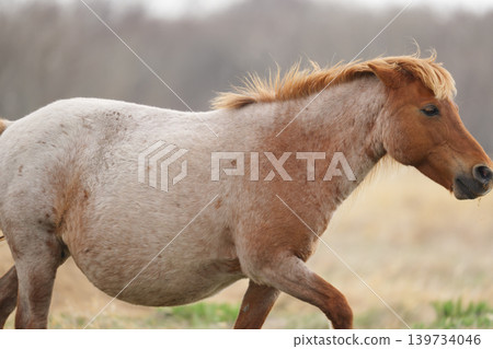 Pony on the meadow 139734046