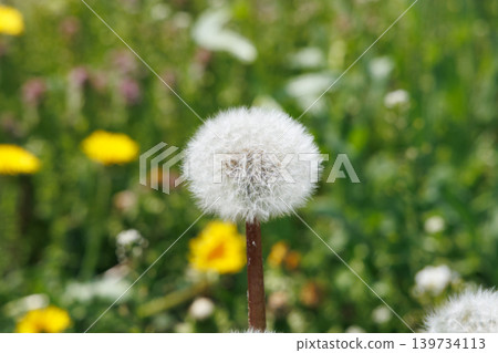 Dandelion's fluff Dandelion's fluff 139734113