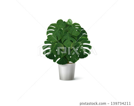 Indoor potted houseplant. tropical palm plant, dracaena leaves, monstera foliage, modern decorative greenery decor Indoor potted houseplant. tropical palm plant, dracaena leaves, monstera foliage, modern decorative greenery decor 139734211