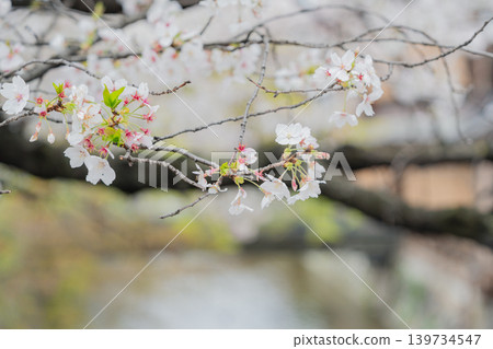 在祗園Tatsumi橋的櫻花 139734547