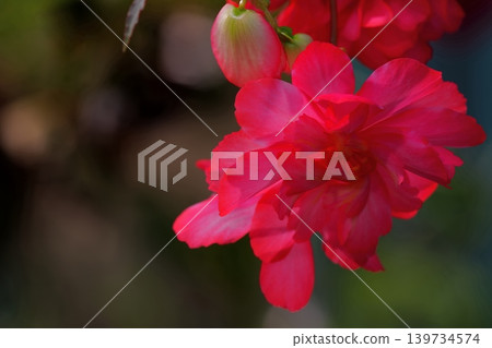 陽光下盛開的紅色秋海棠 陽光下盛開的紅色秋海棠 139734574