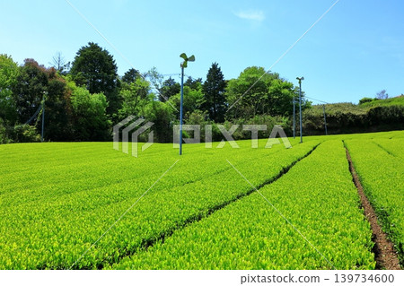 Tea plantation in Yamazoe Village, Nara Prefecture Tea plantation in Yamazoe Village, Nara Prefecture 139734600