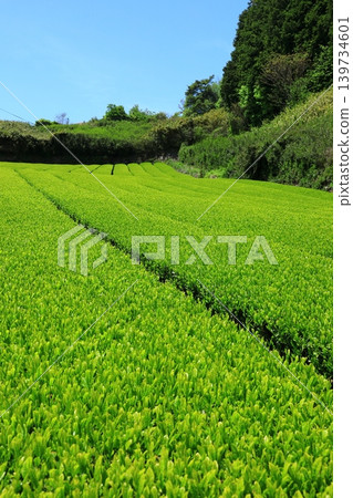 Tea plantation in Yamazoe Village, Nara Prefecture Tea plantation in Yamazoe Village, Nara Prefecture 139734601