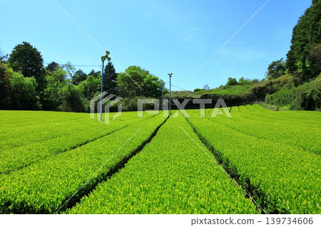 奈良縣山添村的茶園 奈良縣山添村的茶園 139734606