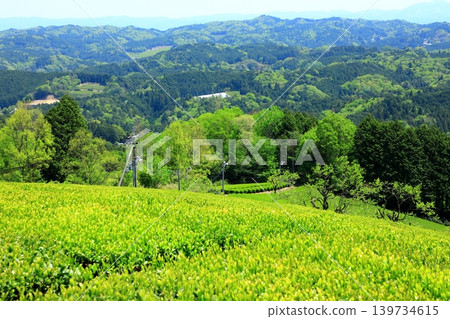 Tea plantation in Yamazoe Village, Nara Prefecture Tea plantation in Yamazoe Village, Nara Prefecture 139734615