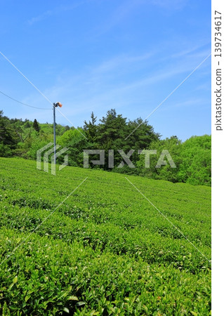 Tea plantation in Yamazoe Village, Nara Prefecture Tea plantation in Yamazoe Village, Nara Prefecture 139734617